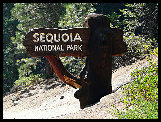 Sequoia national park